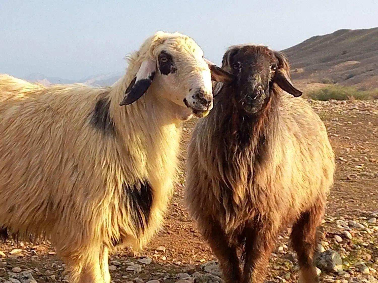 روغن زرد میش .|خوردنی و آشامیدنی|سبزوار, شهرک اندیشه|دیوار