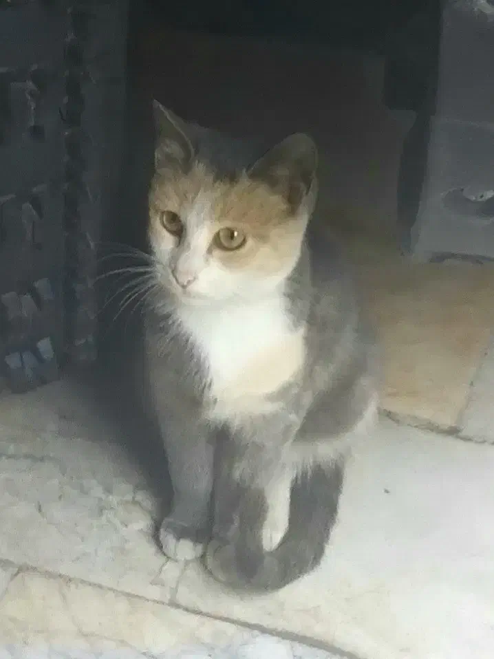 بچه گربه ی بسیار زیبا و پر جنب و جوش|گربه|تنکابن, |دیوار