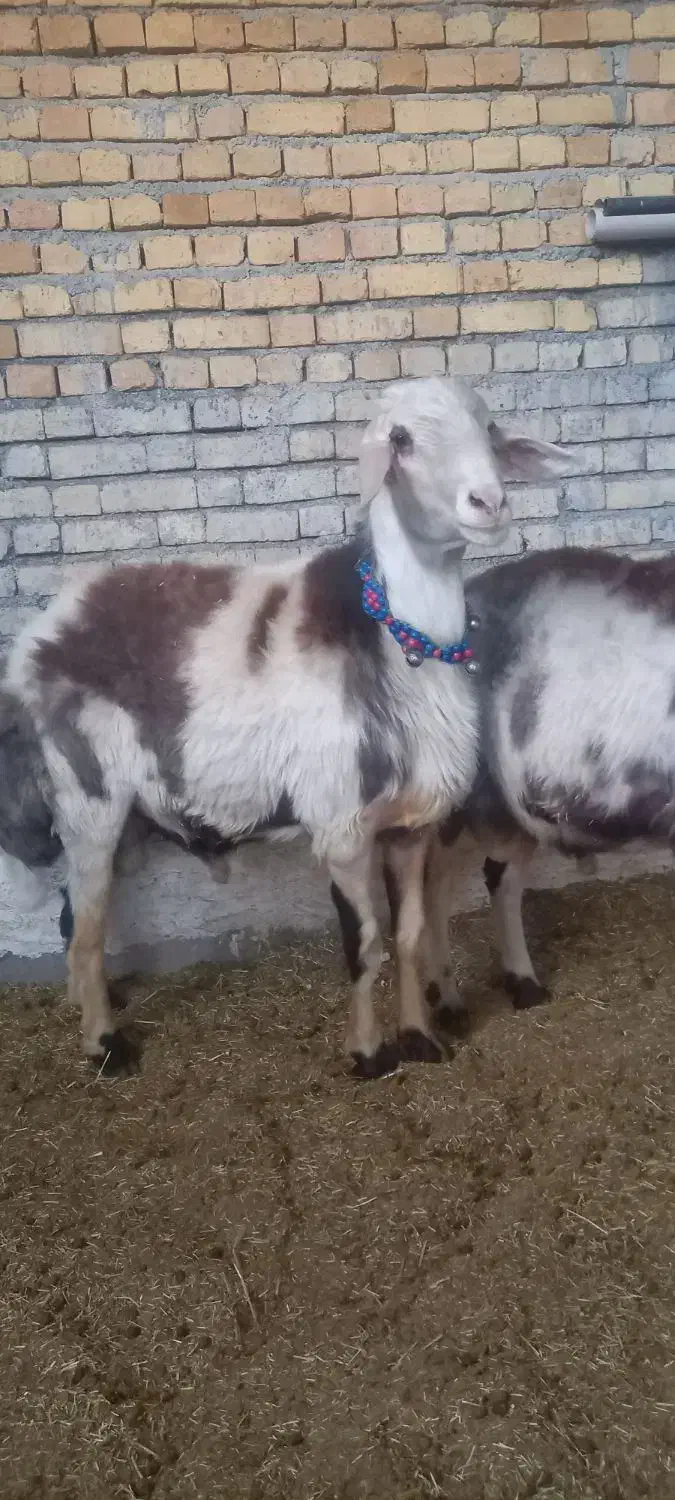 دوعدد قورچ پلنگی بره هاساله گذشته نژادخوب|حیوانات مزرعه|خنداب, |دیوار