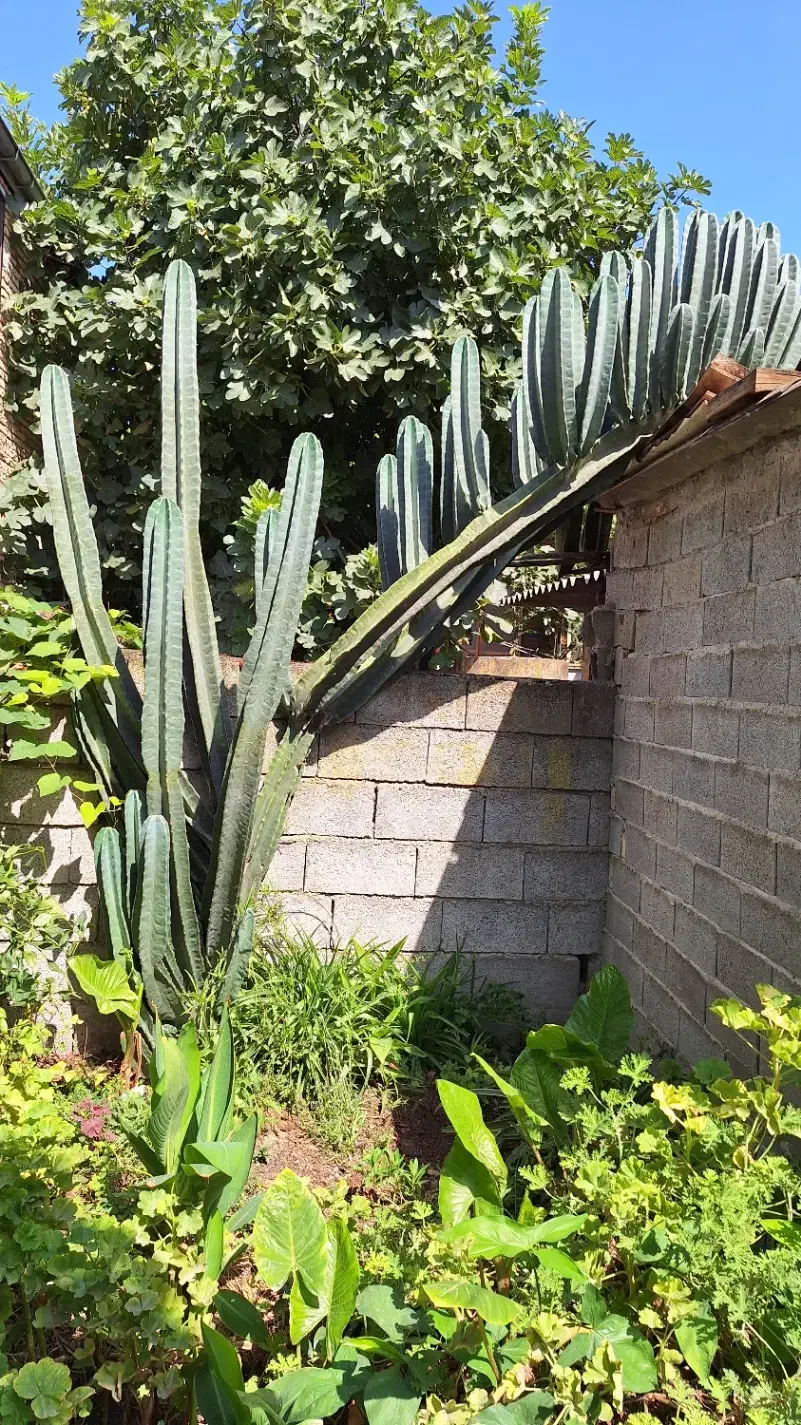 فروش کاکتوس غول پیکر پریانوس|گل و گیاه طبیعی|جویبار, |دیوار