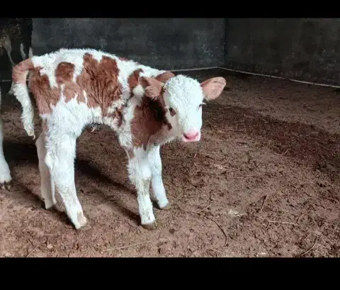 خرید گوساله نر|حیوانات مزرعه|نوشین شهر, |دیوار