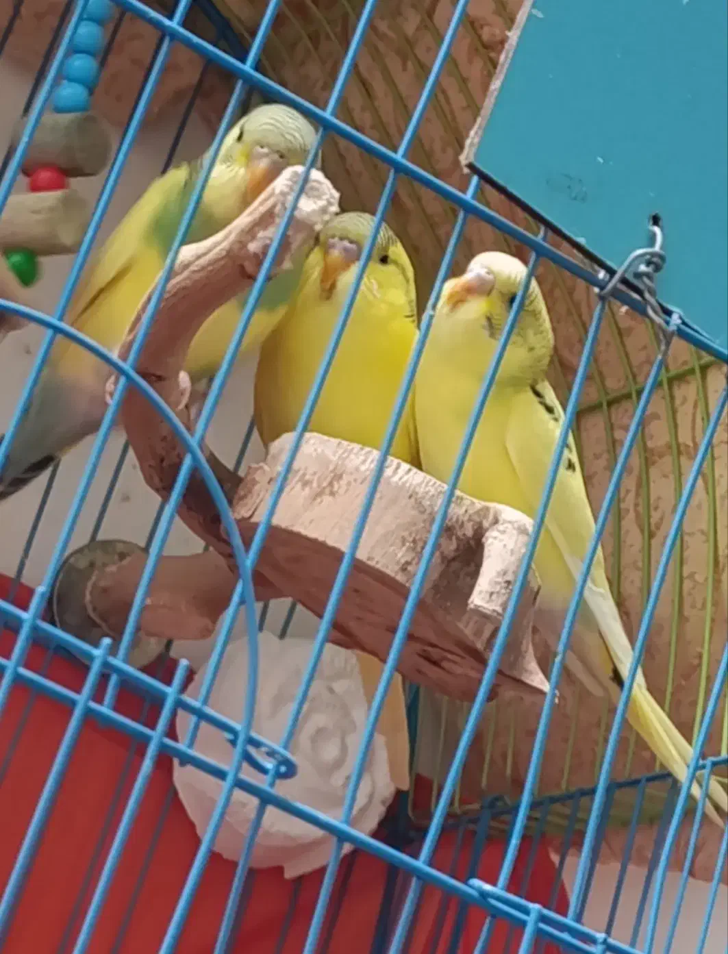 عروس هلندی لوتینو نروماده سروحال و آس ومرغ عشق|پرنده|قزوین, |دیوار