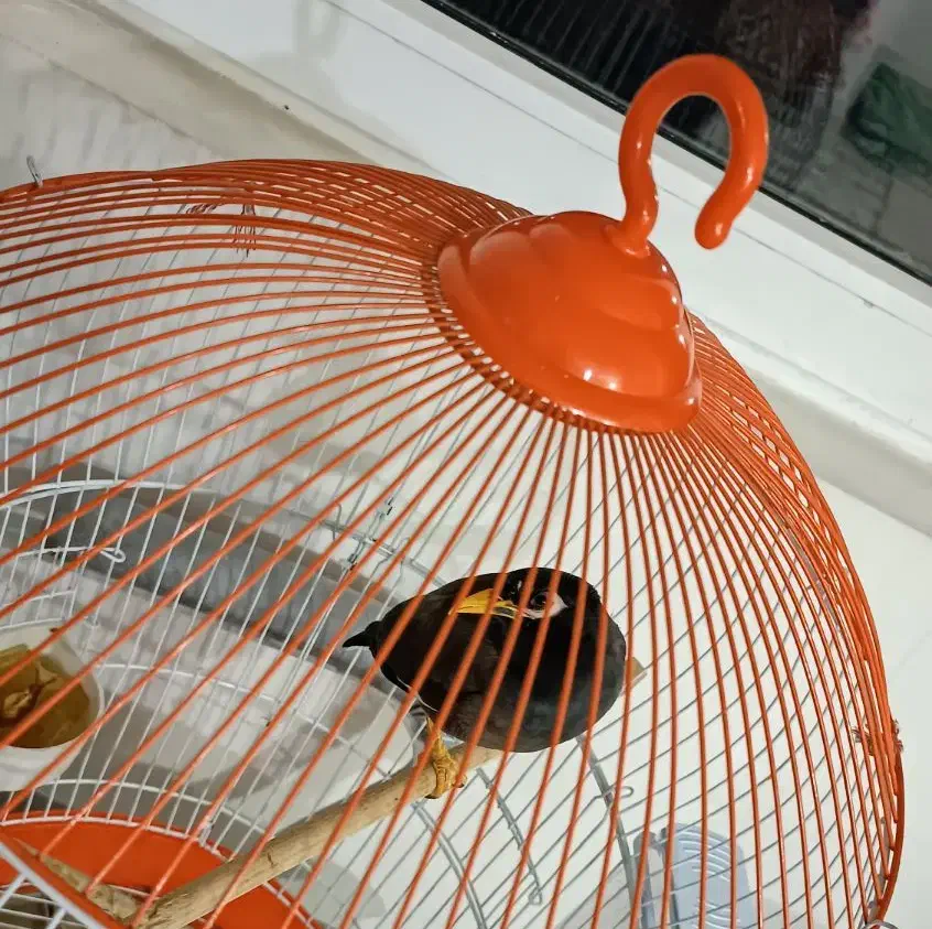 مرغ مینا|پرنده|شاهرود, |دیوار