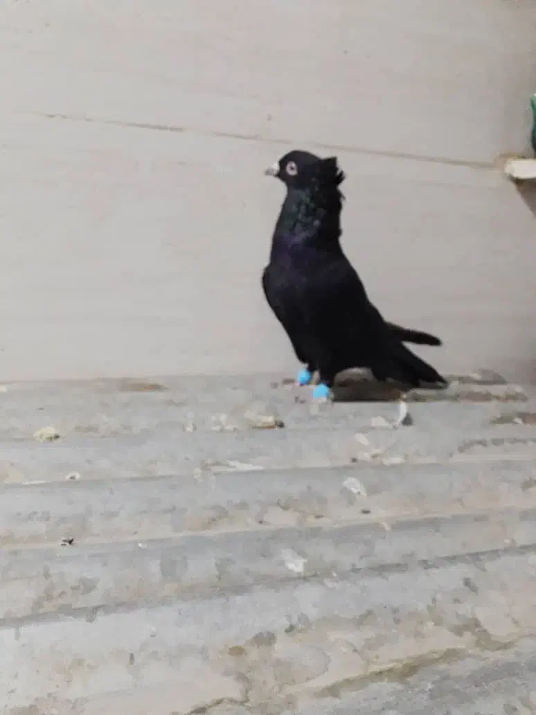 نرماده زاغودوتا تهرانی|پرنده|بیرانوند, |دیوار