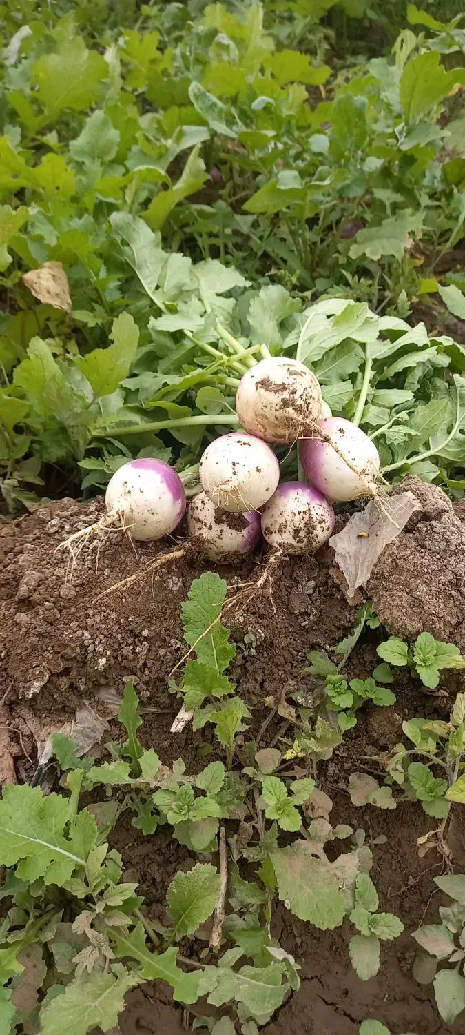 ترب سفید|عمدهفروشی|اصلاندوز, |دیوار