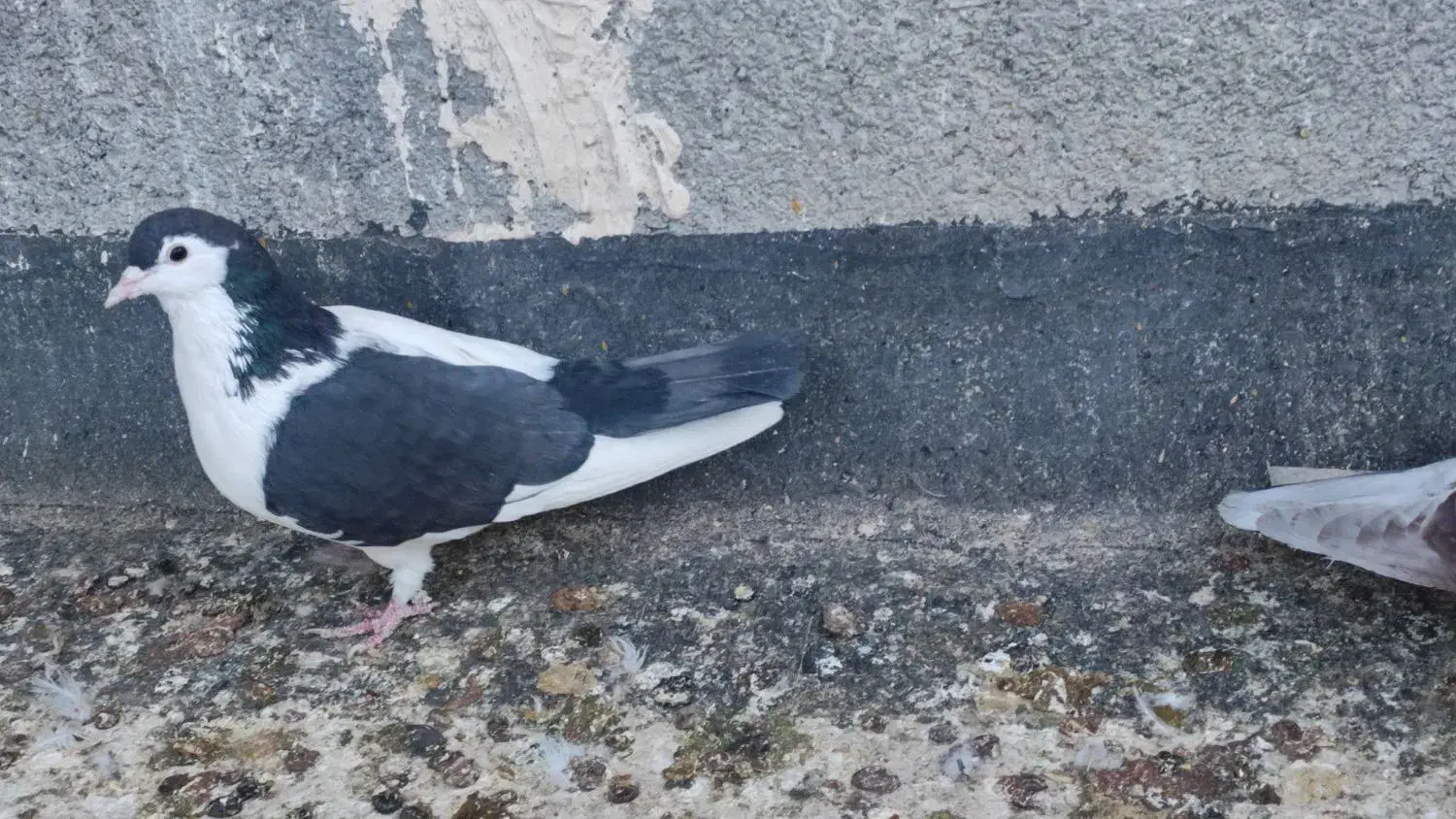 کفتر صید|پرنده|تربت‌حیدریه, میدان مرکزی|دیوار