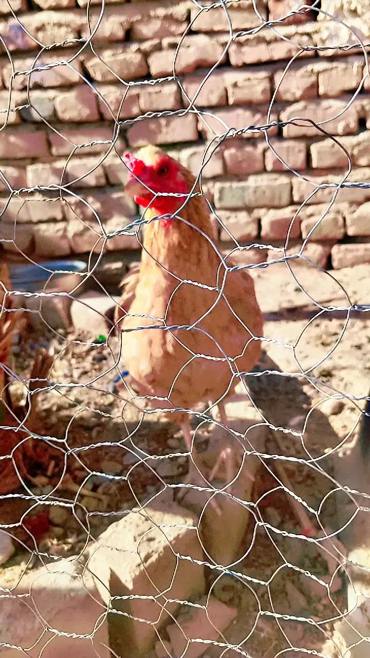 مرغ وخروس اصل خونگی|حیوانات مزرعه|خاش, |دیوار