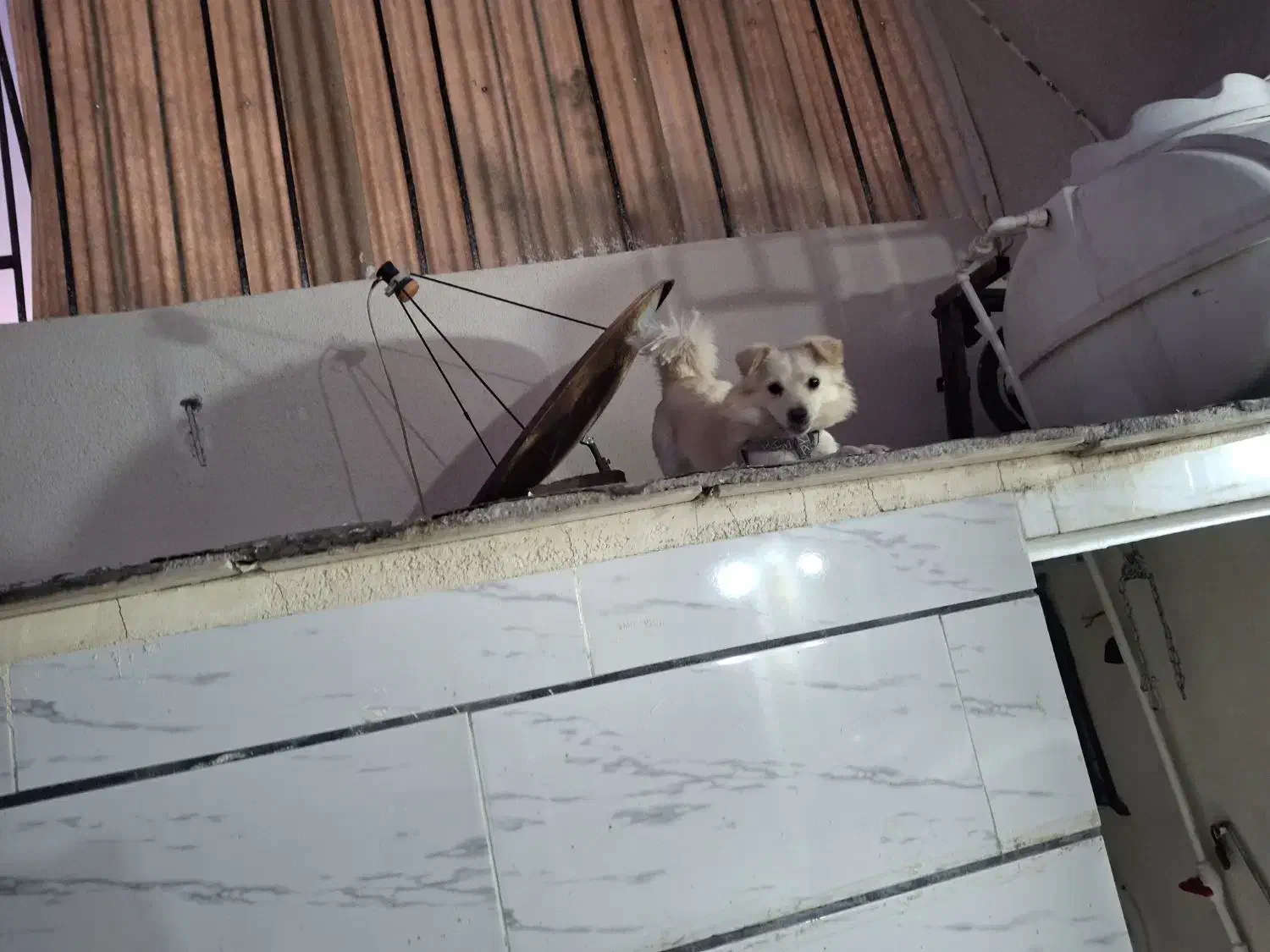 سگ پاکوتاه|سگ|بوئین زهرا, |دیوار