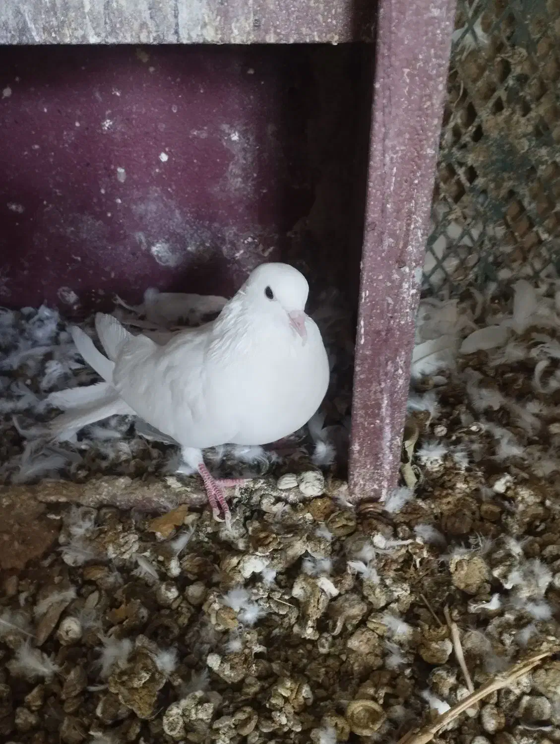 کبوتر طوقی|پرنده|سرپل ذهاب, |دیوار