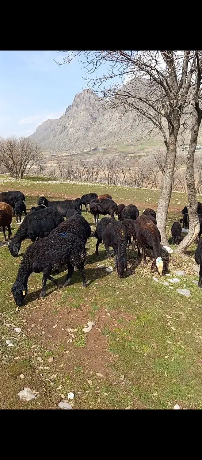 میش وبره|حیوانات مزرعه|خرم‌آباد, |دیوار