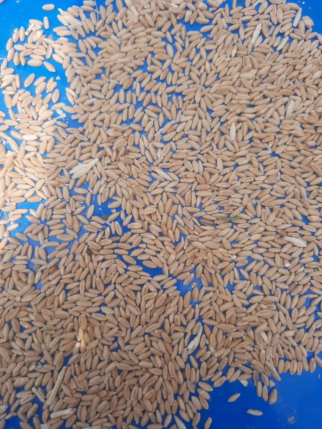 گندم دیمی|عمده‌فروشی|بوئین و میاندشت, |دیوار