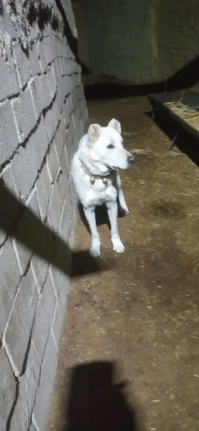 سلام|سگ|شامکان, |دیوار