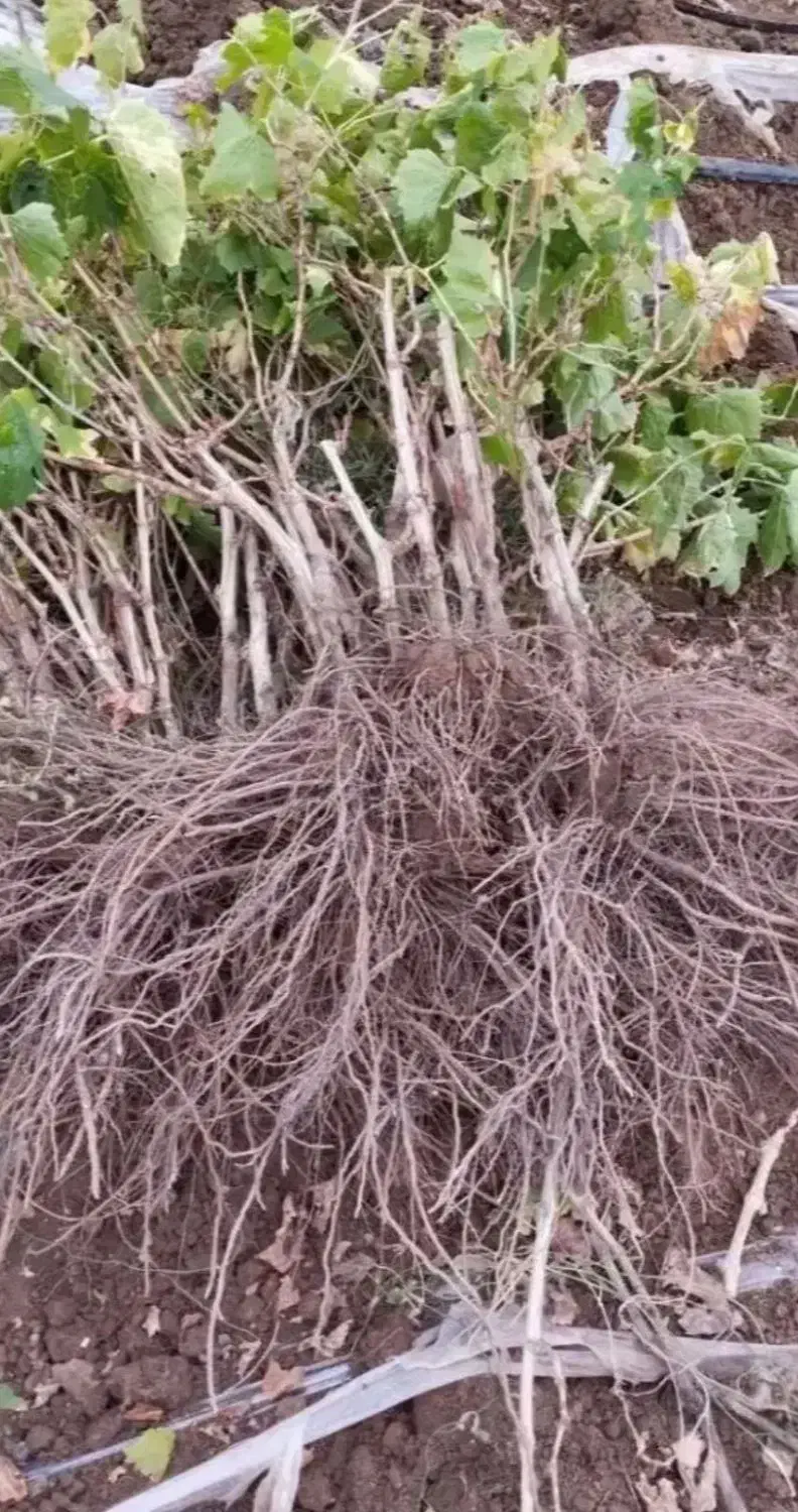 نهال انگور بیدانه سفید|خدمات باغبانی و درختکاری|خرمدشت, |دیوار