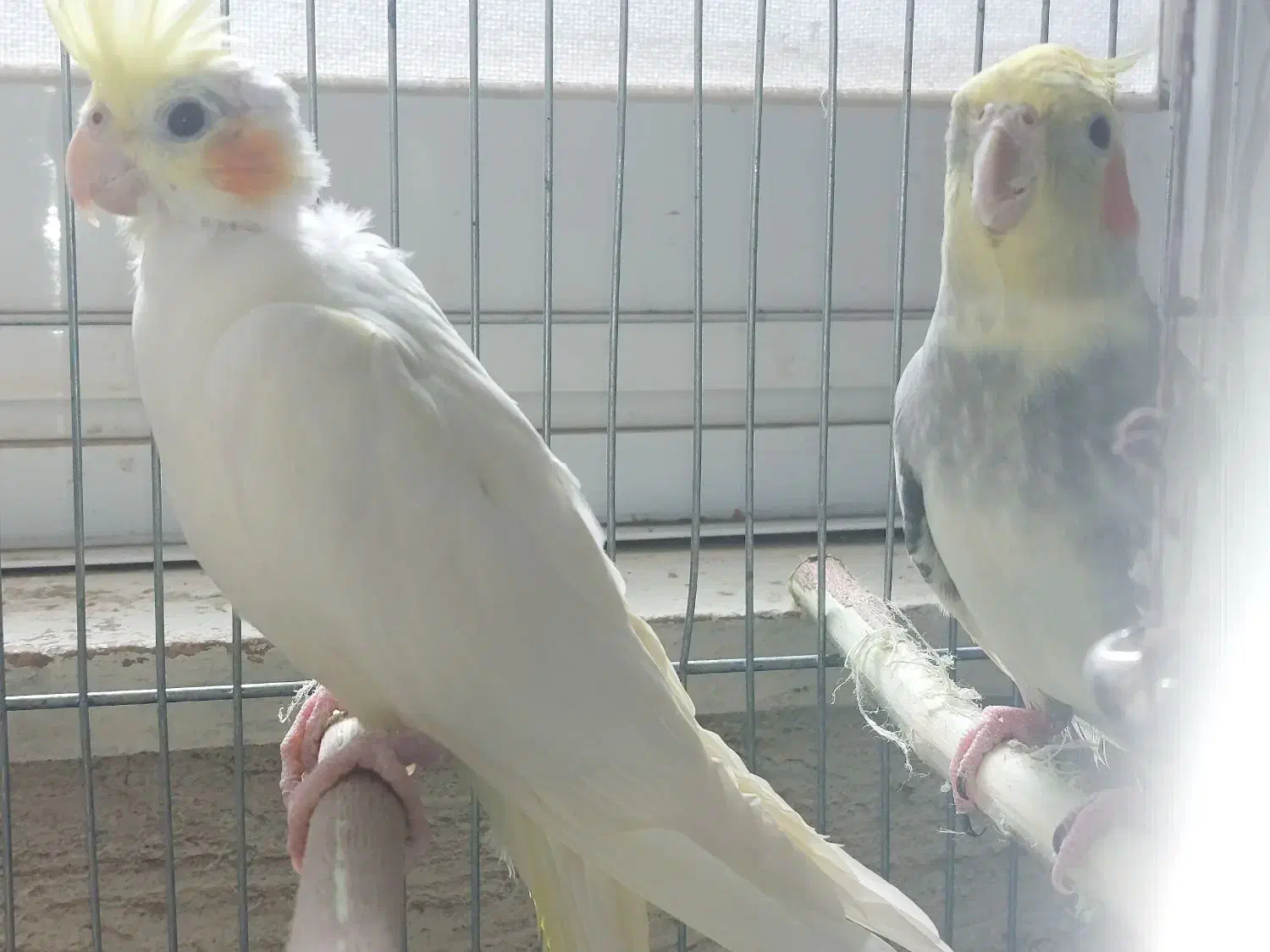 عروس هلندی|پرنده|اشتهارد, |دیوار