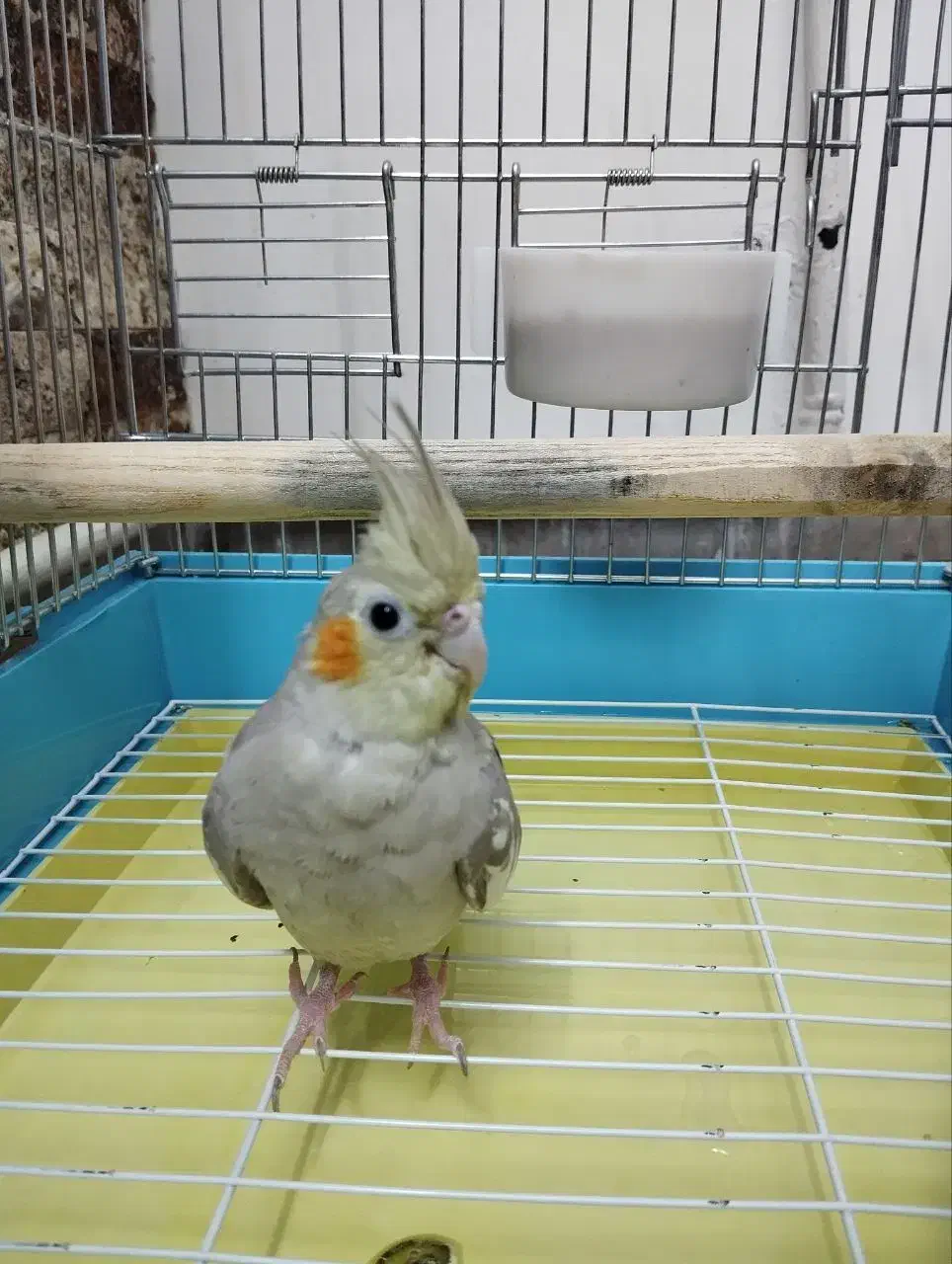 عروس هلندی|پرنده|تهران, خاک سفید|دیوار