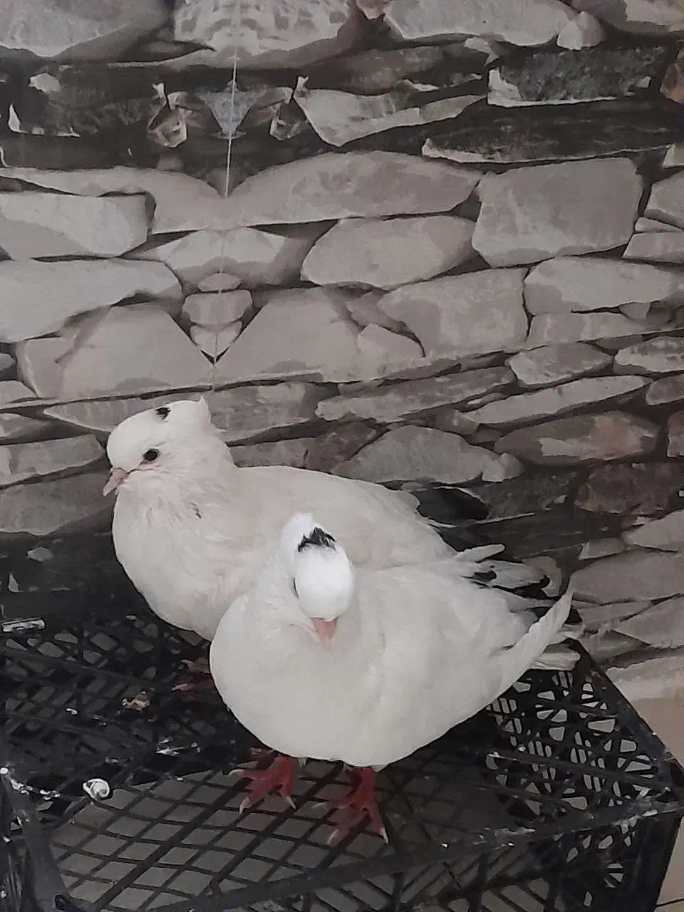 یک جفت کبوتر سفید خال دار|پرنده|سرپل ذهاب, |دیوار
