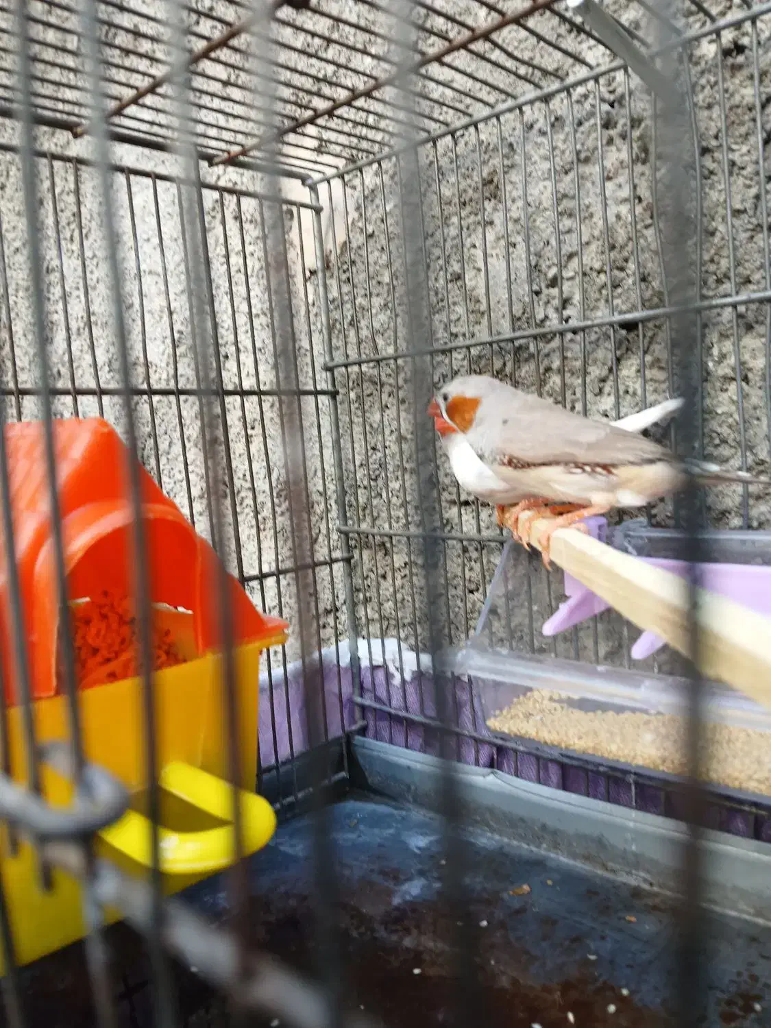 فنچ سرحال|پرنده|کوهدشت, |دیوار