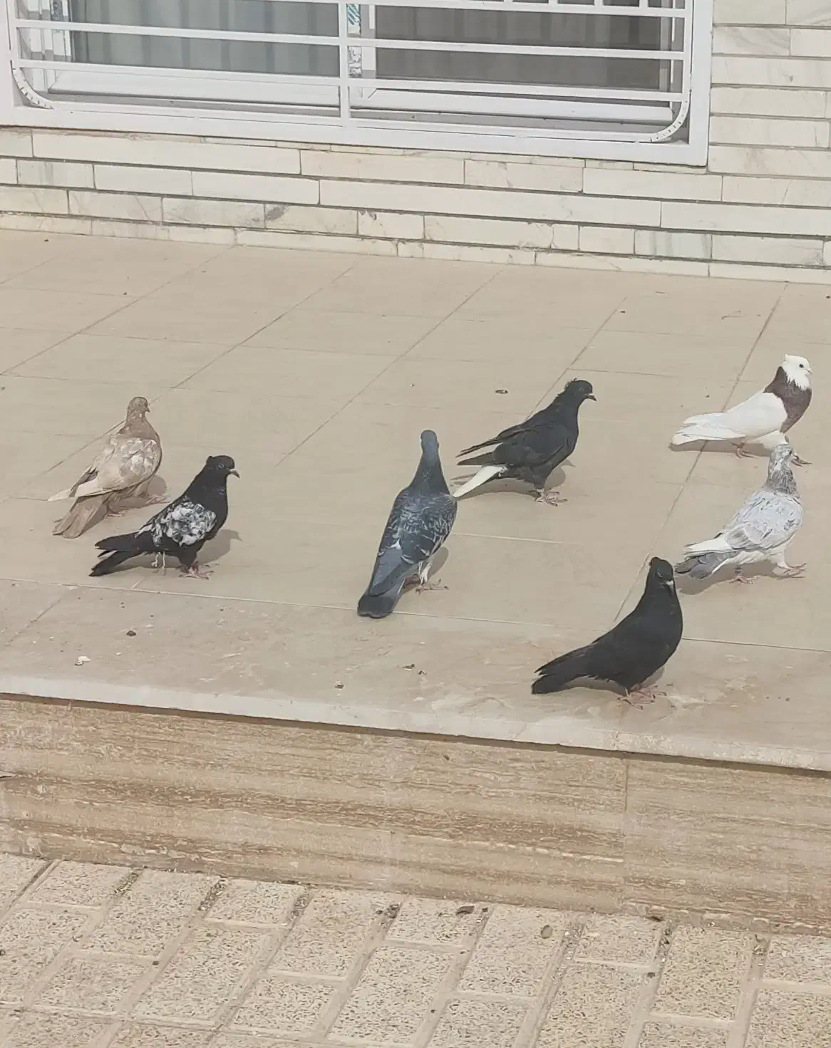 حراج کبوتر|پرنده|آباده, |دیوار