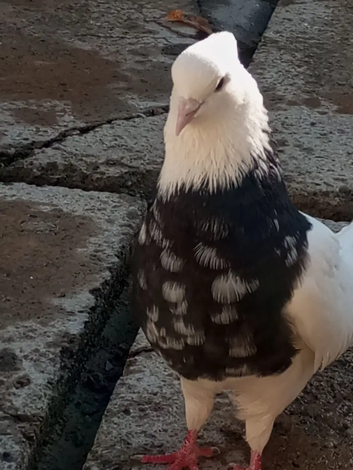 کبوتر|پرنده|سقز, |دیوار