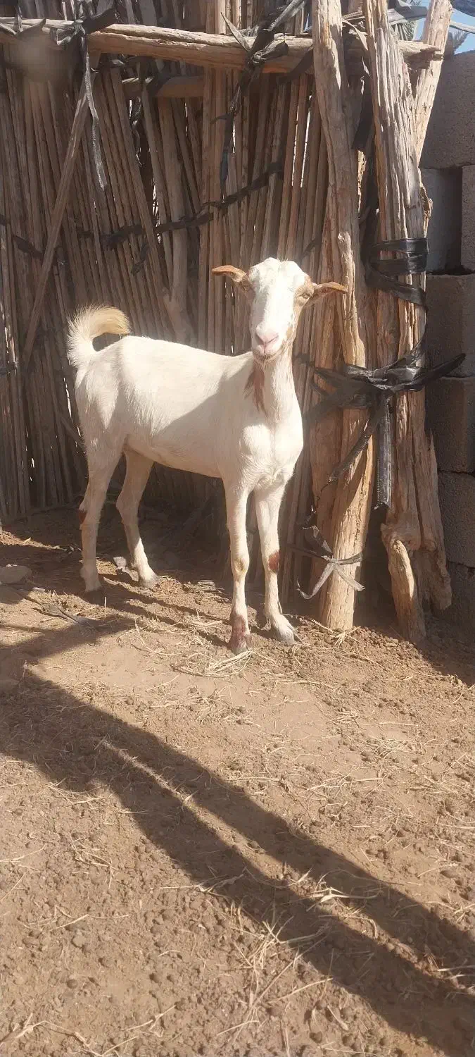 کهره و بز|حیوانات مزرعه|میناب, |دیوار