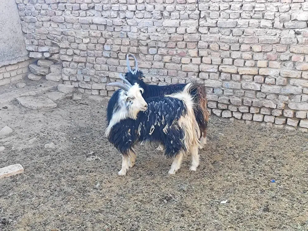 بزغاله نربزی خوشگل|حیوانات مزرعه|جوادآباد, |دیوار