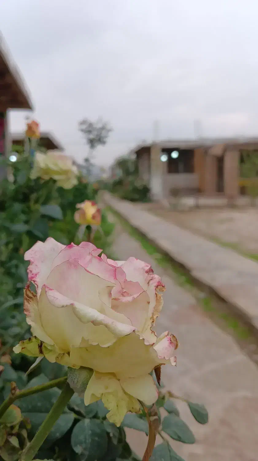 برگزاری مهمانی های خصوصی و اداری جشن مراسمات|خدمات پذیرایی، مراسم|ایذه, |دیوار