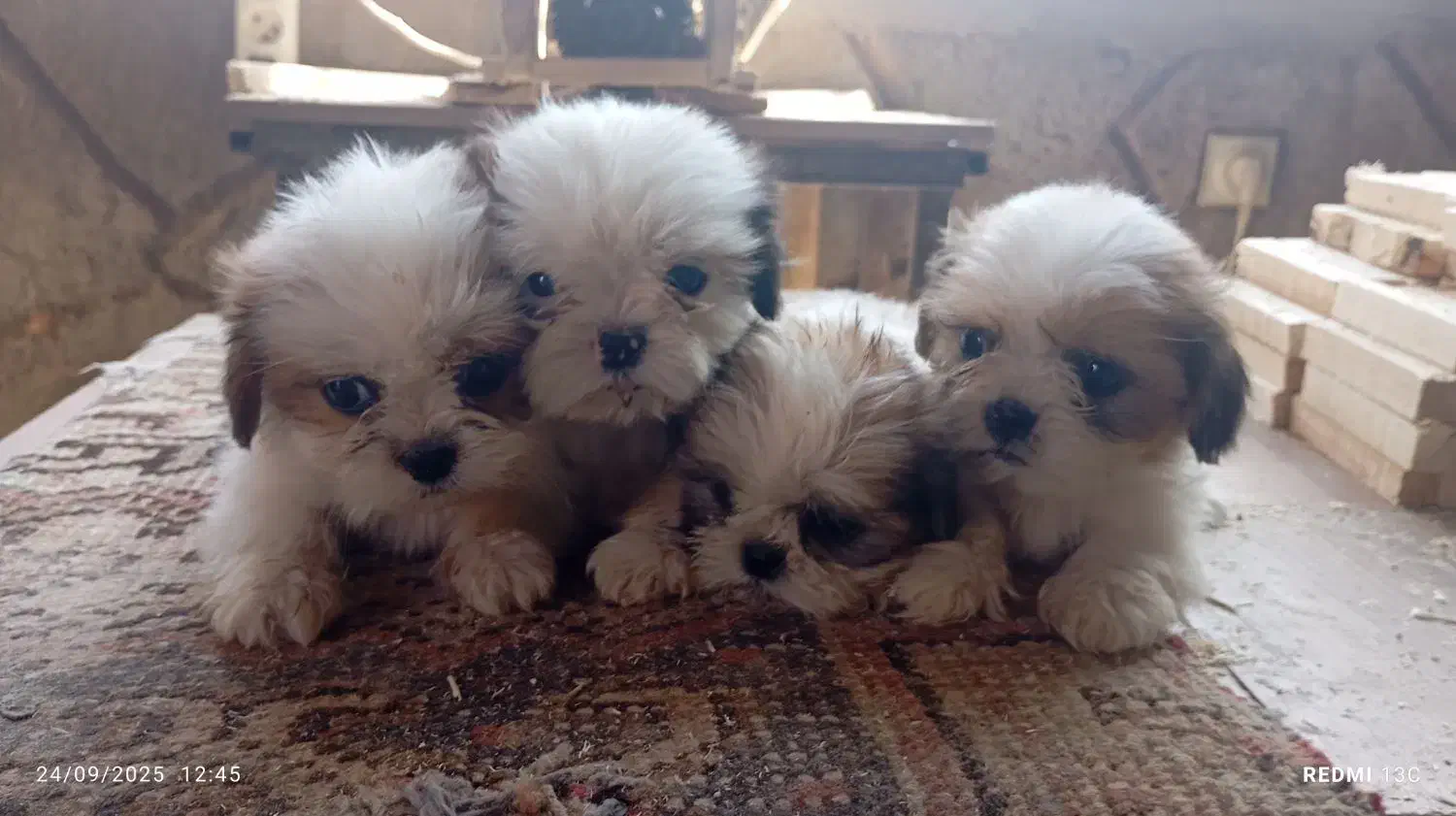 واگذاری سگ سوپر فلت|سگ|خسروشاه, |دیوار