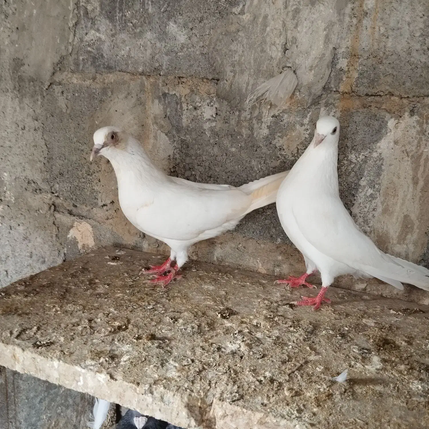 کبوتر|پرنده|میناب, |دیوار