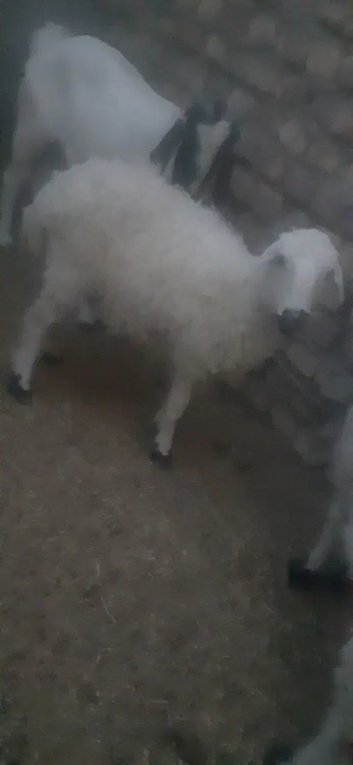 گوسفند ابست و بره|حیوانات مزرعه|زابل, |دیوار