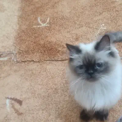 گربه هیمالیا|گربه|اهواز, کیانپارس |دیوار