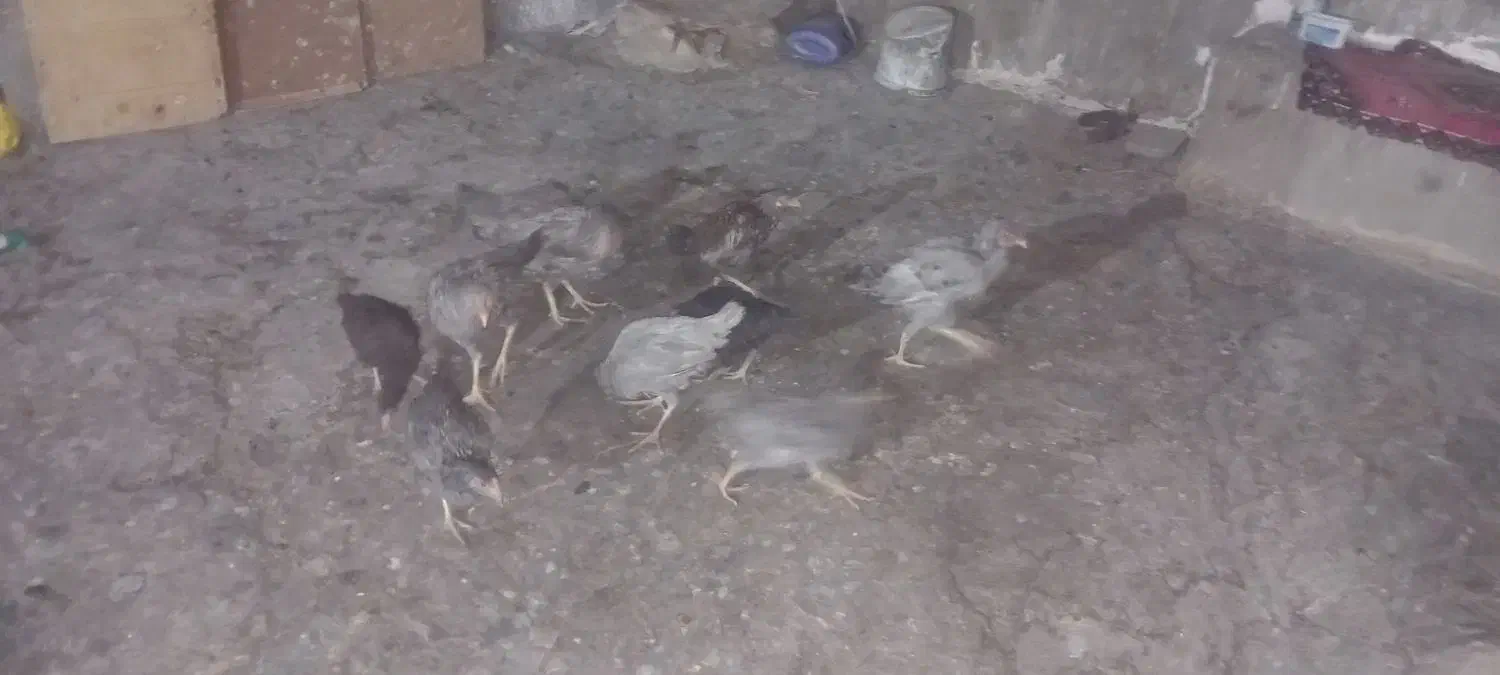 مرغ و خروس|حیوانات مزرعه|زاهدان, |دیوار