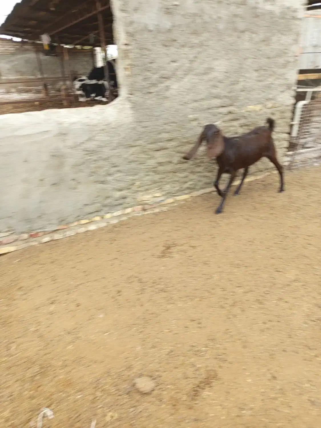 بز جوان دو دندان آبستن|حیوانات مزرعه|سیمین شهر, |دیوار