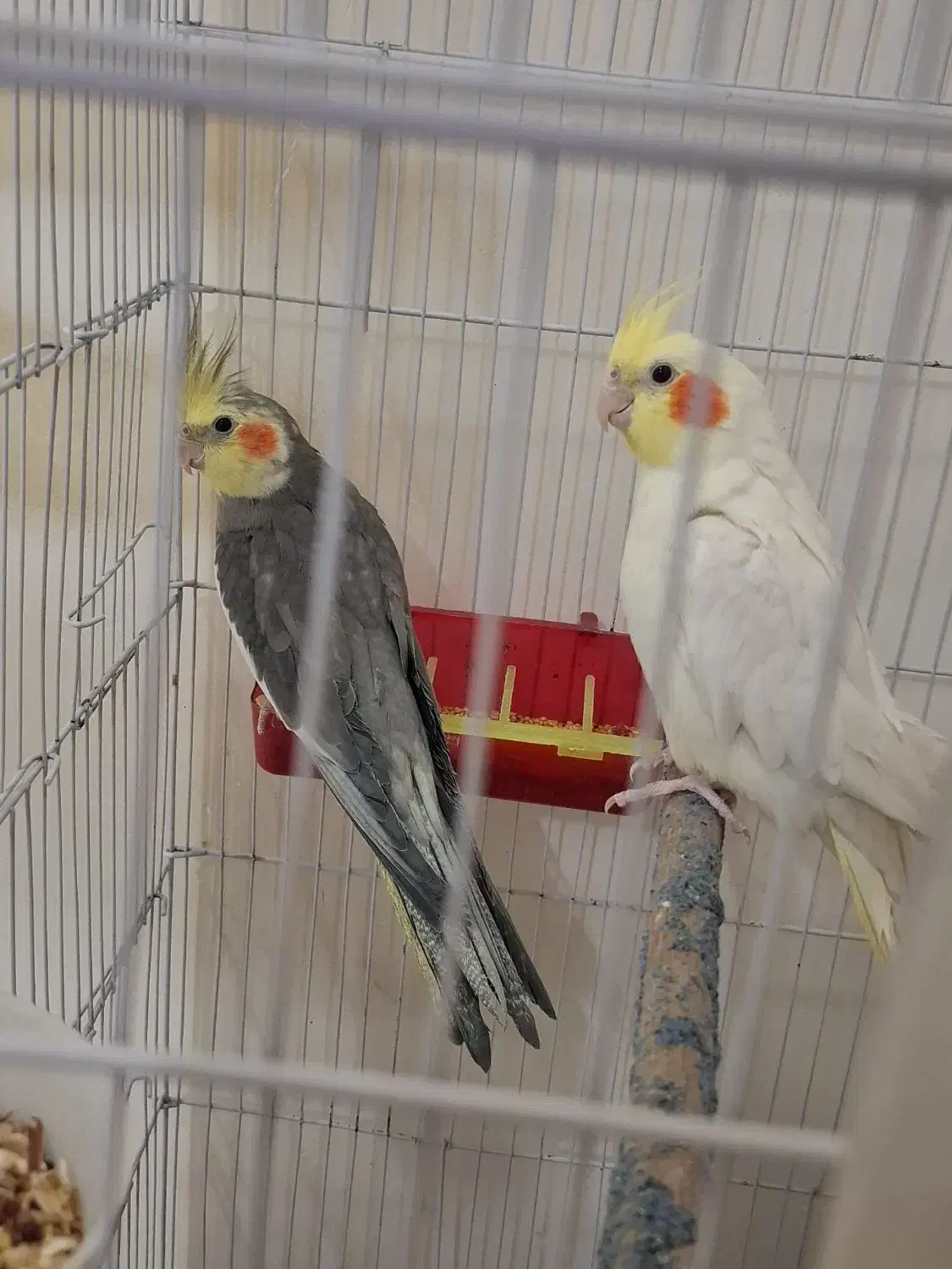 ۲عددعروس هلندی نرسخنگو|پرنده|مشهد, نوید|دیوار