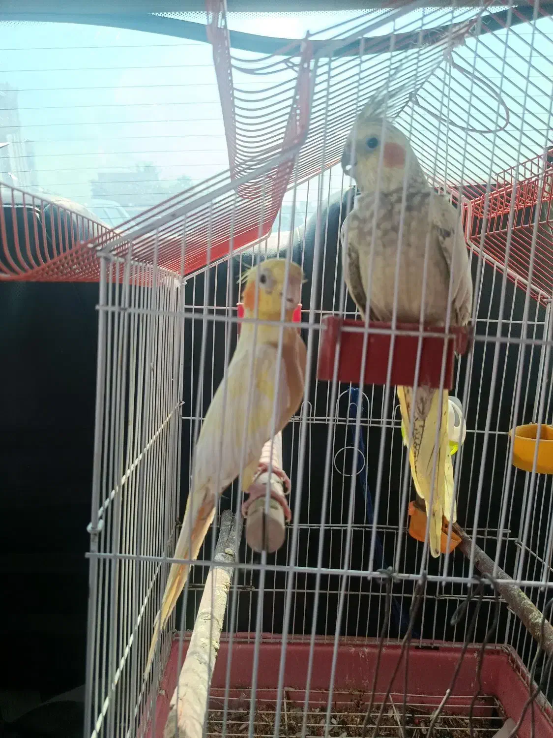 عروس هلندی|پرنده|میناب, |دیوار