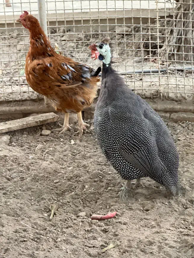 مرغ شاخ دار|حیوانات مزرعه|فردیس, شهرک هفده شهریور|دیوار