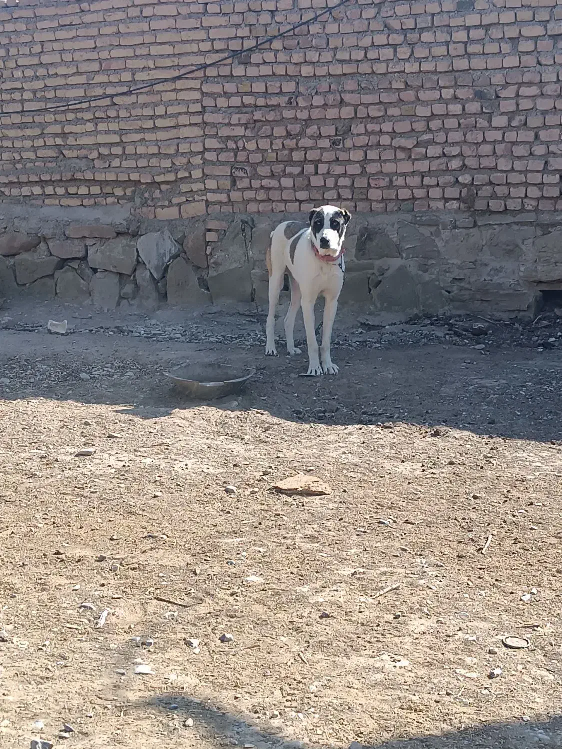 توله سگ|سگ|مشهد, میان ولایت|دیوار