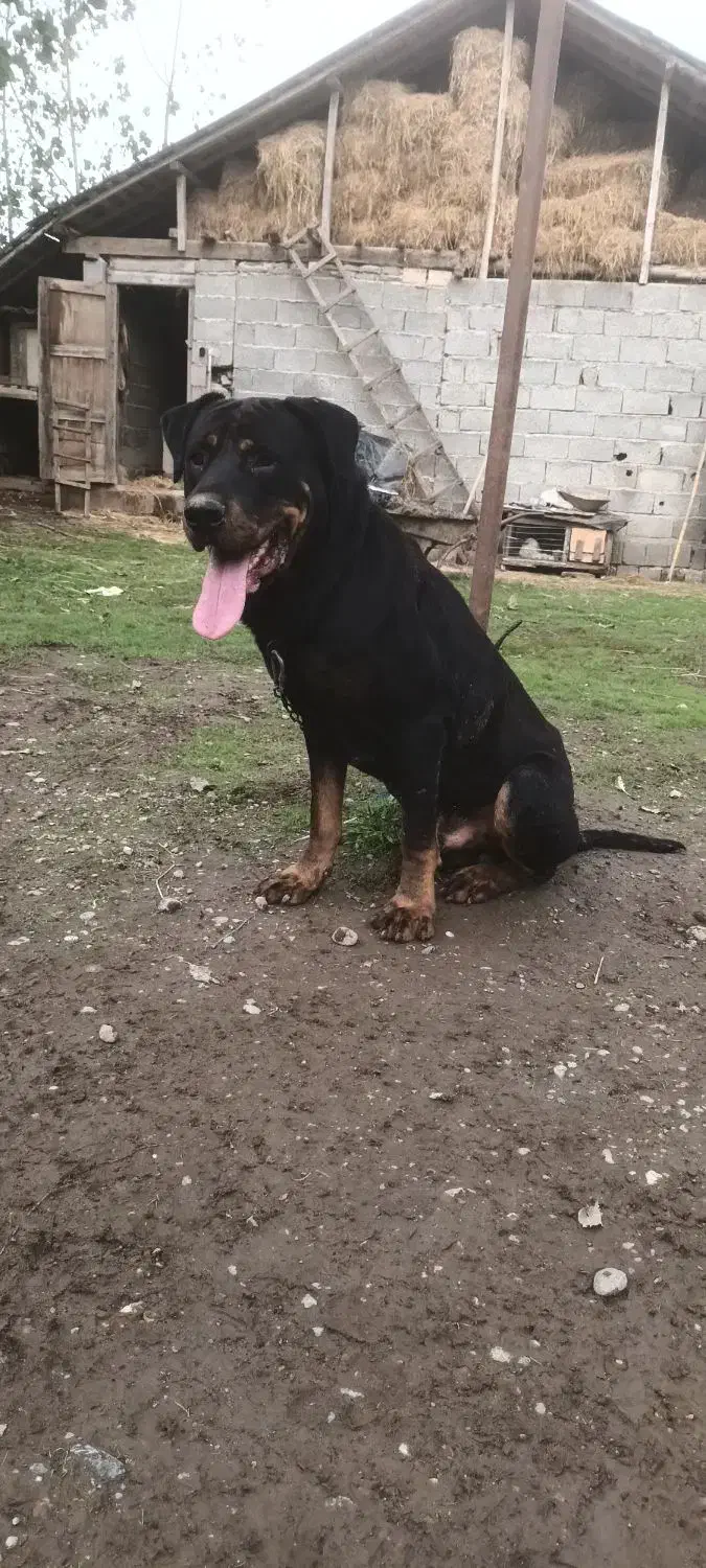 قیمت مناسب رتوایلر|سگ|سنگر, |دیوار