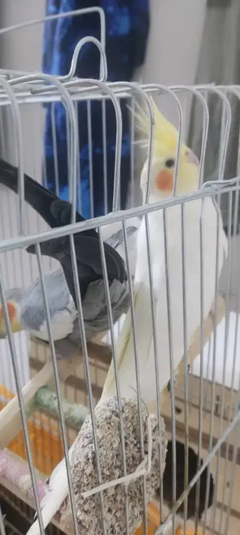 عروس هلندی مولد همراه قفس ولونه|پرنده|آبدانان, |دیوار