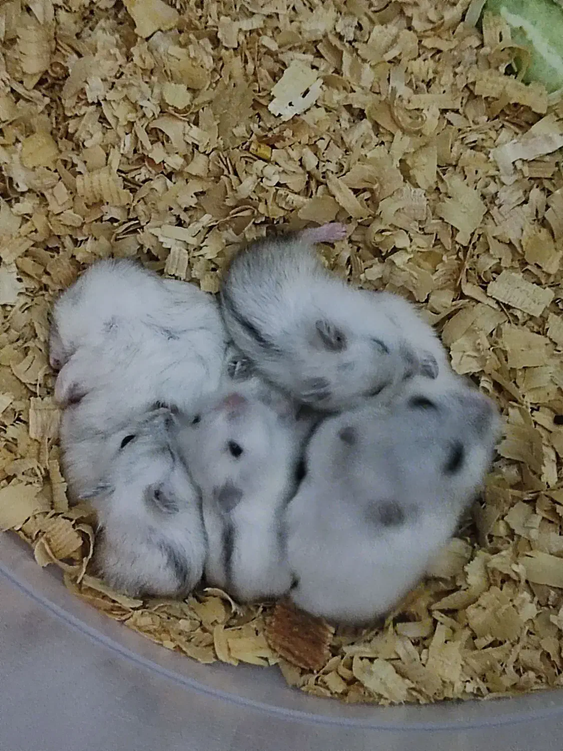 همستر کمپل|موش و خرگوش|دزفول, |دیوار