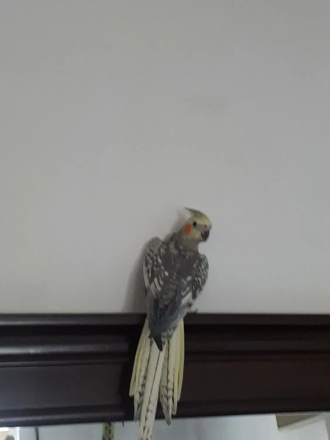 عروس هلندی ماده یک ساله|پرنده|سیاهکل, |دیوار