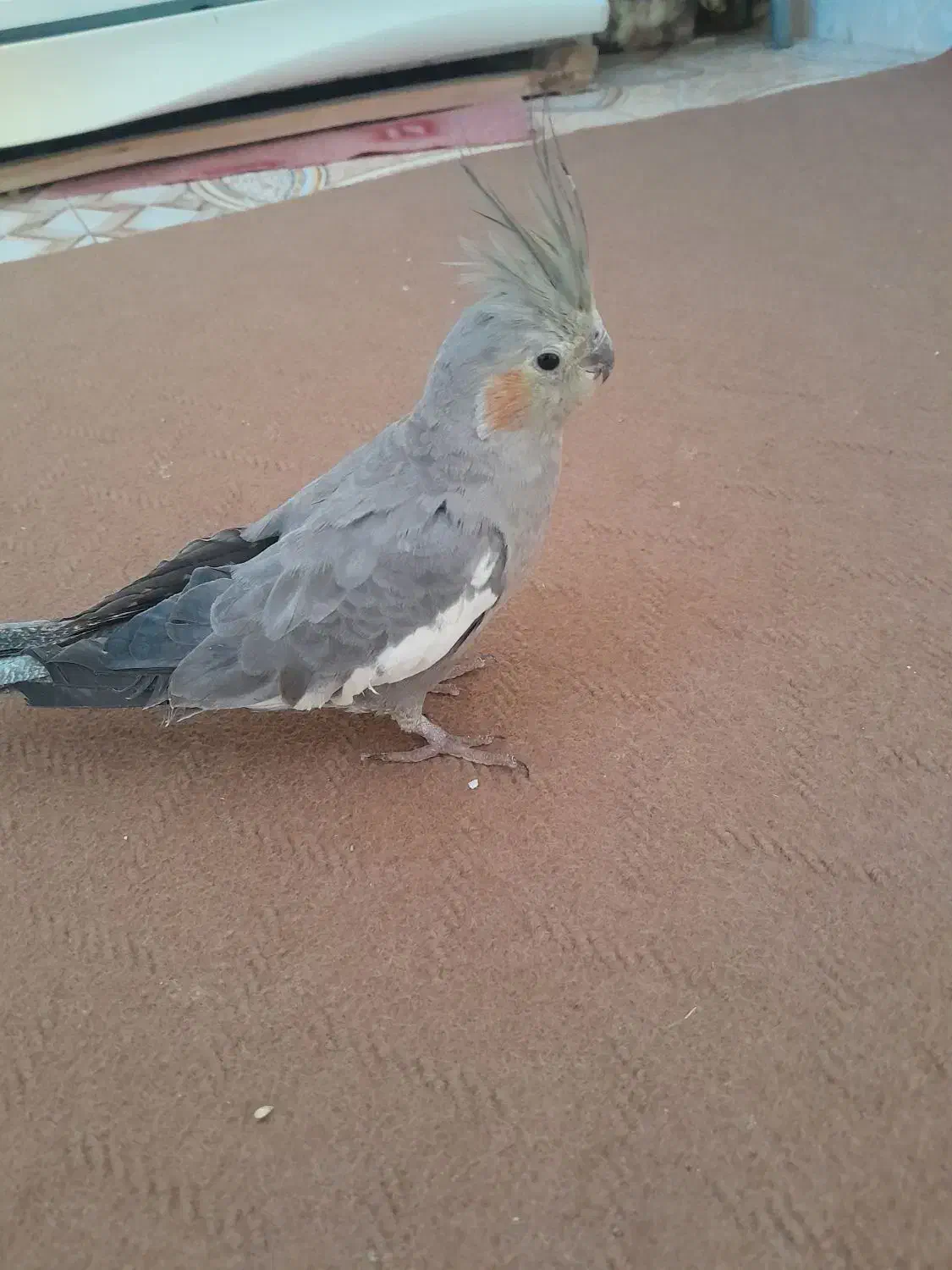 عروس هلندی|پرنده|خواف, |دیوار