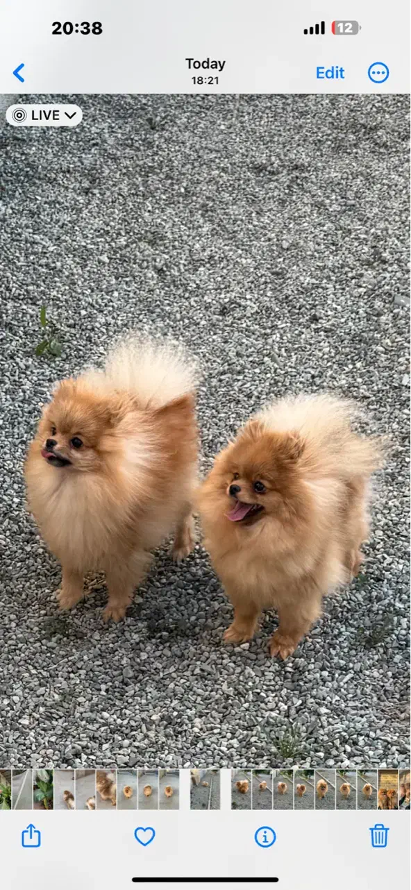 موتور یا گوشی معاوضه با پامرانین ماده اصیل وارداتی|سگ|شهریار, شهرک شاهد|دیوار