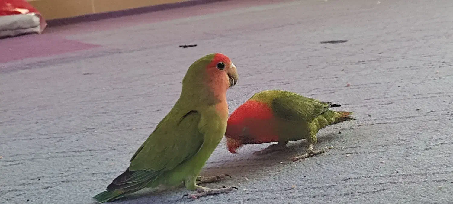 طوطی برزیلی معاوضه با گوشی|پرنده|ارومیه, |دیوار