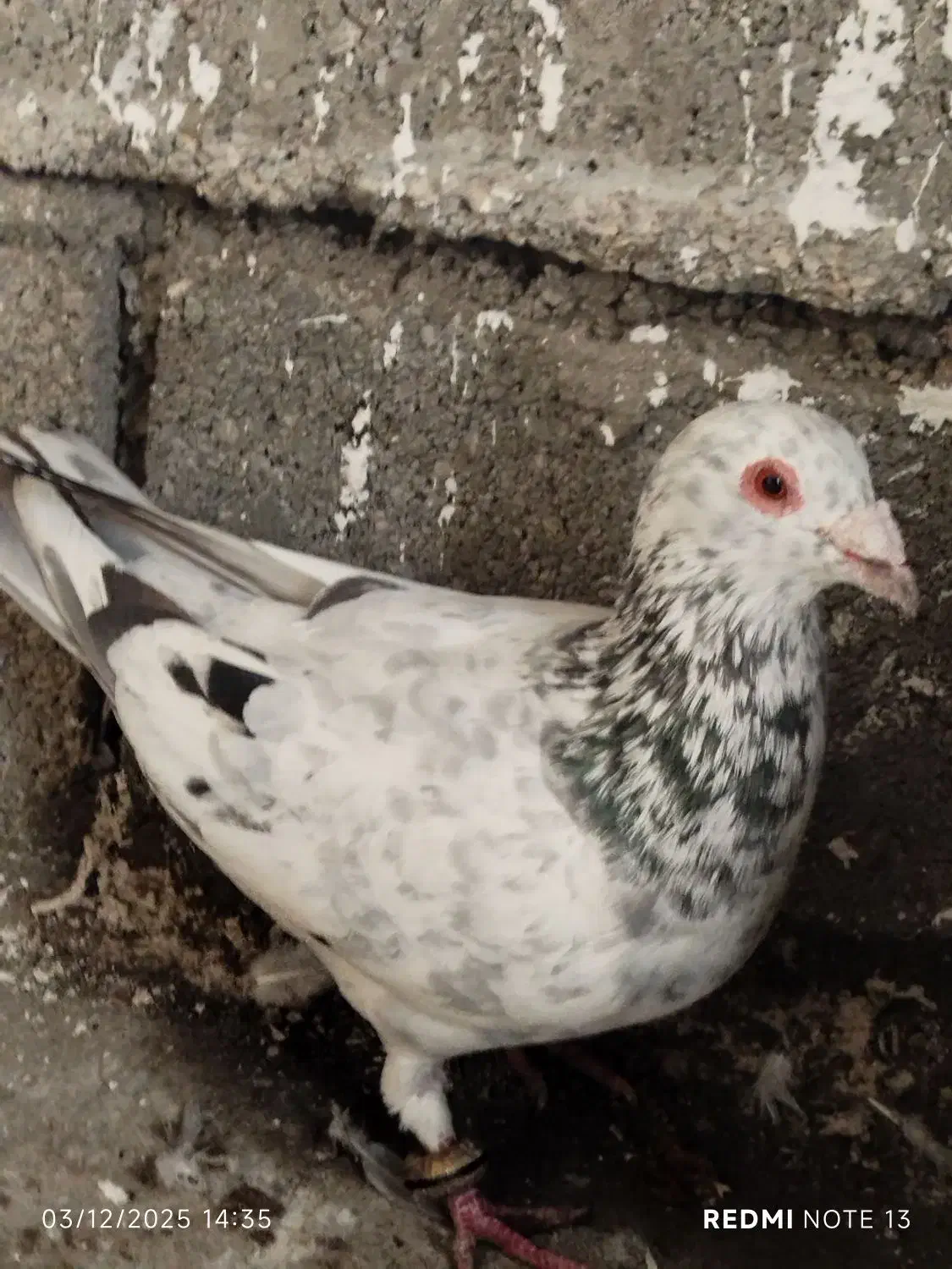 کفتر پلاکی|پرنده|کازرون, |دیوار