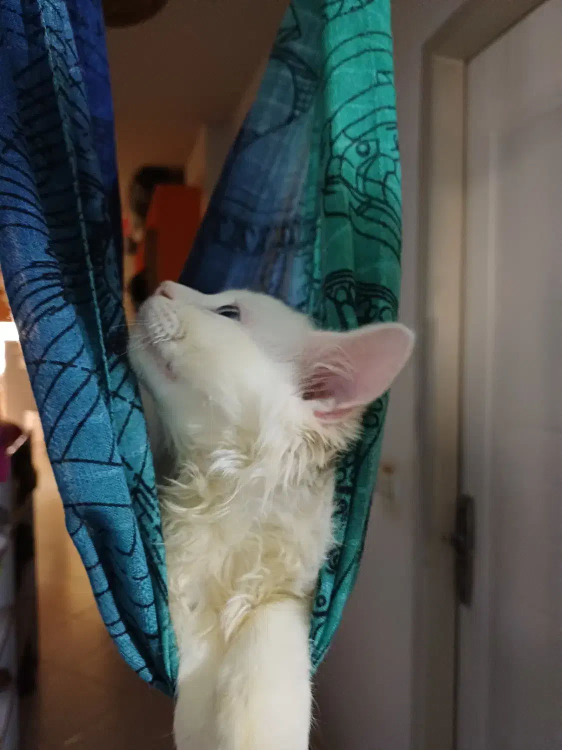 بچه گربه های خواستنی|گربه|بندر انزلی, شهرداری|دیوار