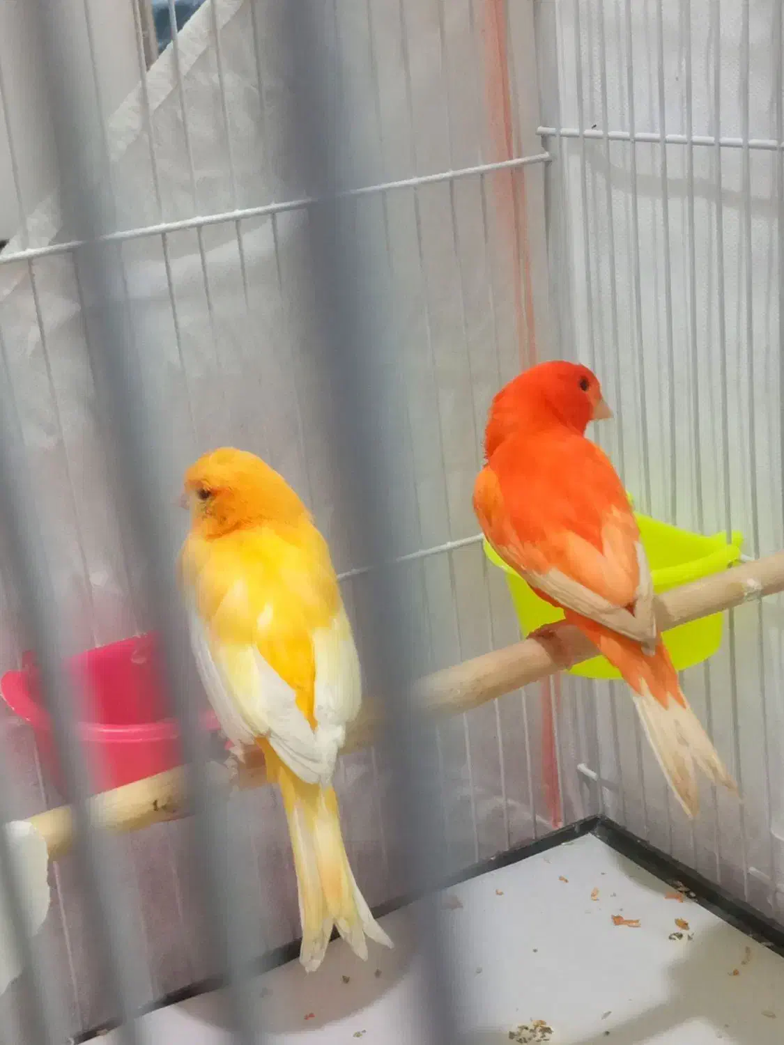 قناری سرخ اورجینال ردفاکتور|پرنده|مشهد, خرمشهر|دیوار