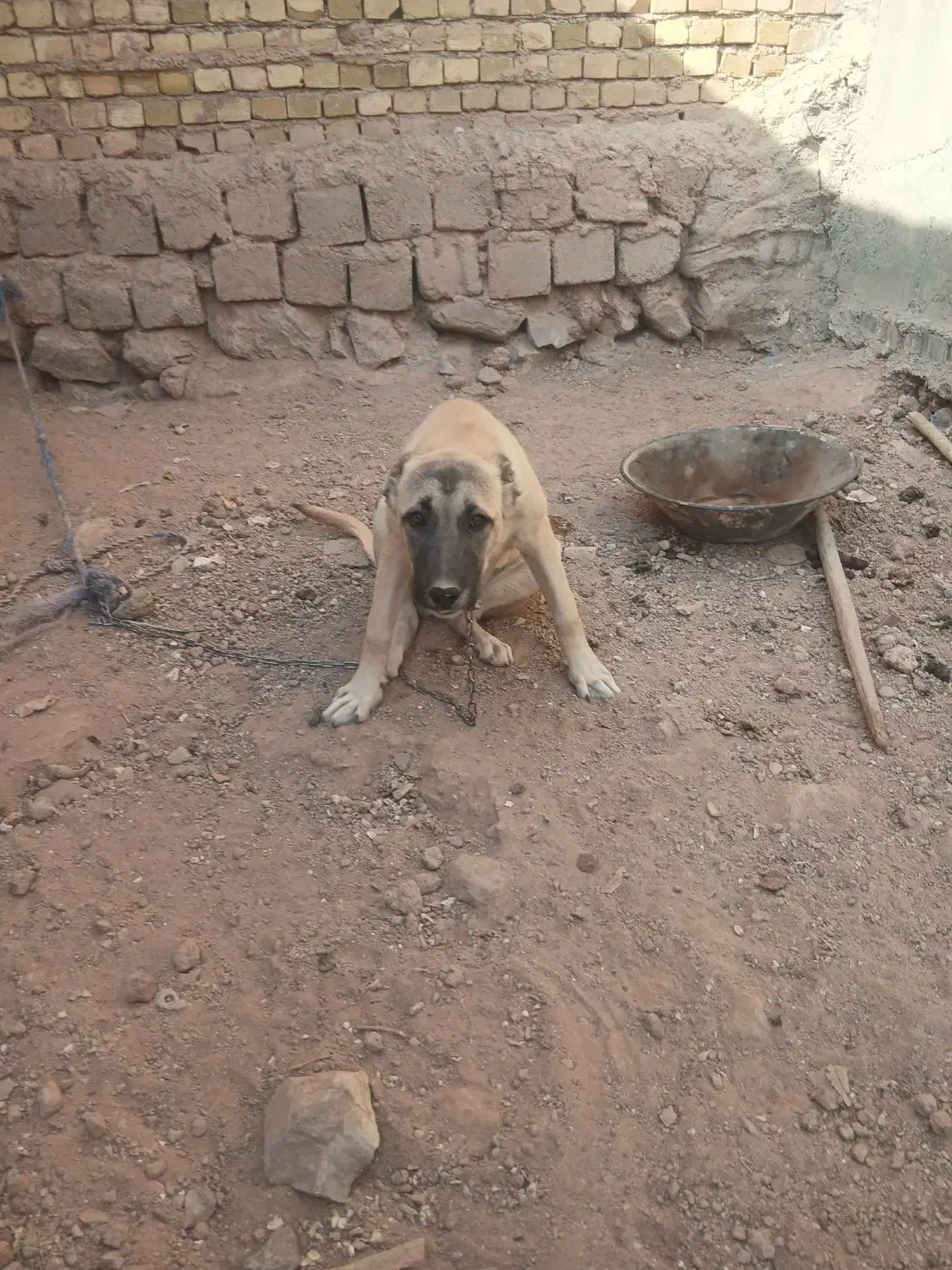 توله سگ سرابی ماده|سگ|تاکستان, |دیوار