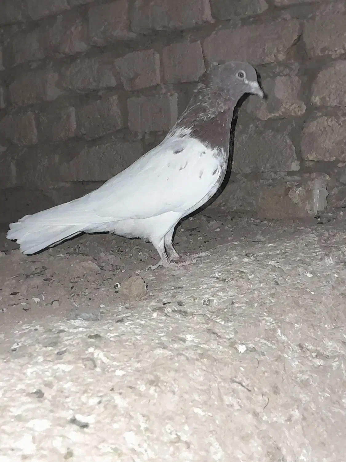 کله سرخ ماده|پرنده|تاکستان, |دیوار