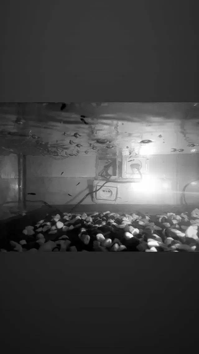 بچه مولی و گوپی|ماهی|تهران, جمال‌زاده|دیوار