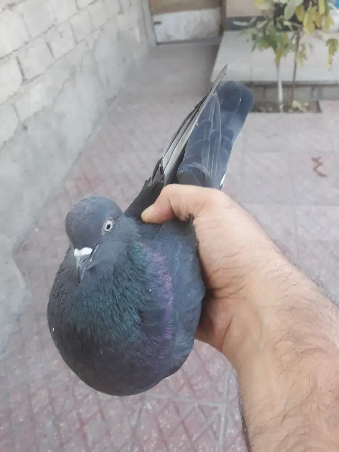 کفتر نر و ماده بالغ|پرنده|شهریار, شهرک بهاران (ویره)|دیوار